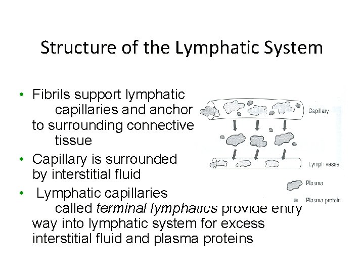 Structure of the Lymphatic System • Fibrils support lymphatic capillaries and anchor them to