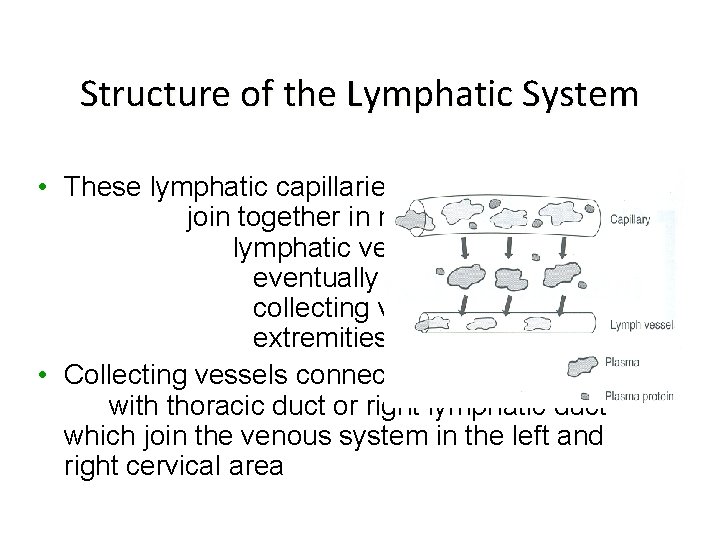 Structure of the Lymphatic System • These lymphatic capillaries join together in network of