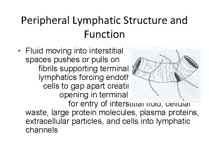 Peripheral Lymphatic Structure and Function • Fluid moving into interstitial spaces pushes or pulls