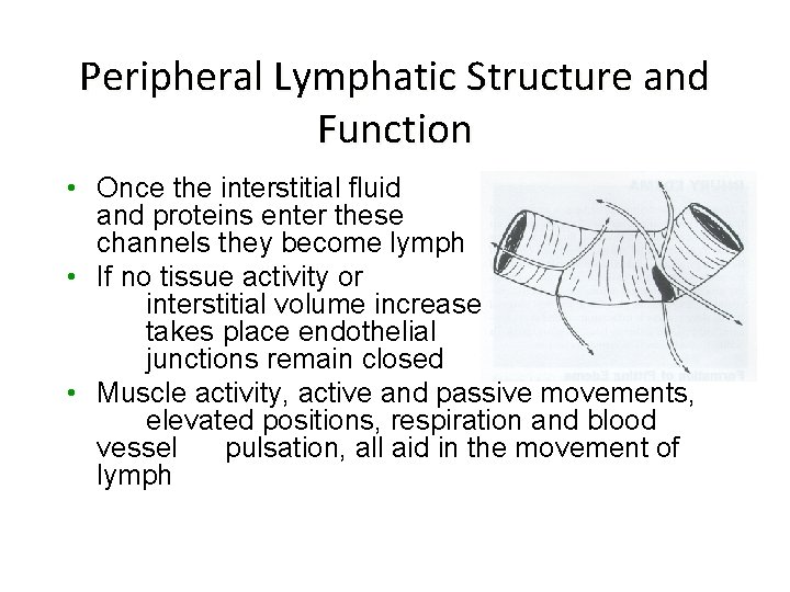 Peripheral Lymphatic Structure and Function • Once the interstitial fluid and proteins enter these