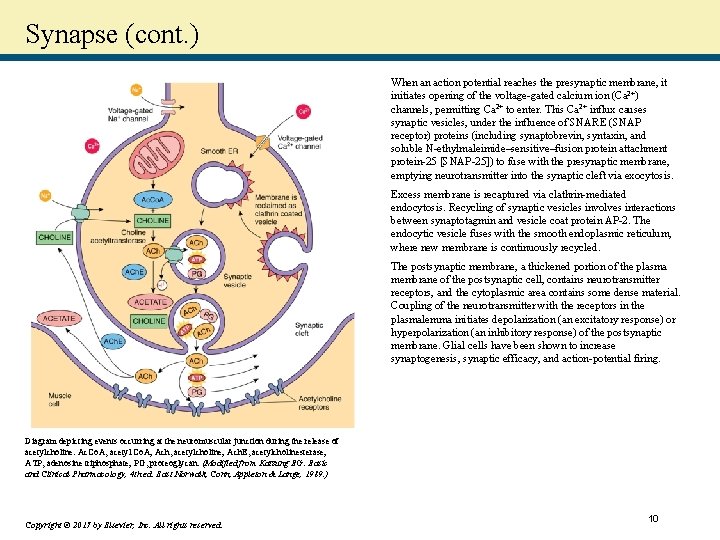 Synapse (cont. ) When an action potential reaches the presynaptic membrane, it initiates opening