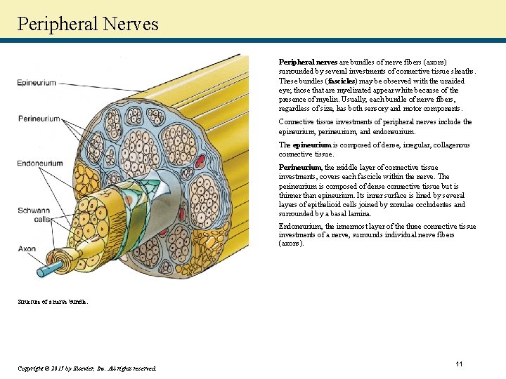 Peripheral Nerves Peripheral nerves are bundles of nerve fibers (axons) surrounded by several investments