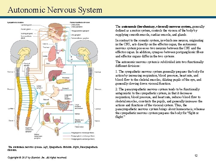 Autonomic Nervous System The autonomic (involuntary, visceral) nervous system, generally defined as a motor