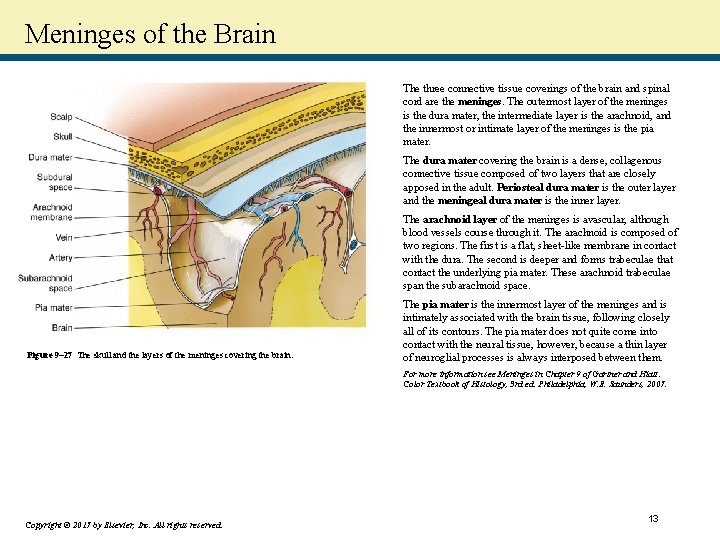 Meninges of the Brain The three connective tissue coverings of the brain and spinal