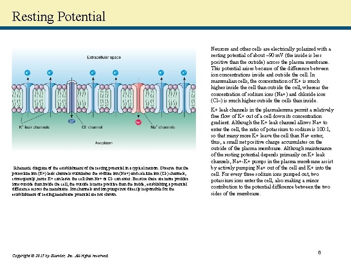 Resting Potential Neurons and other cells are electrically polarized with a resting potential of