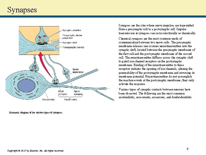 Synapses are the sites where nerve impulses are transmitted from a presynaptic cell to