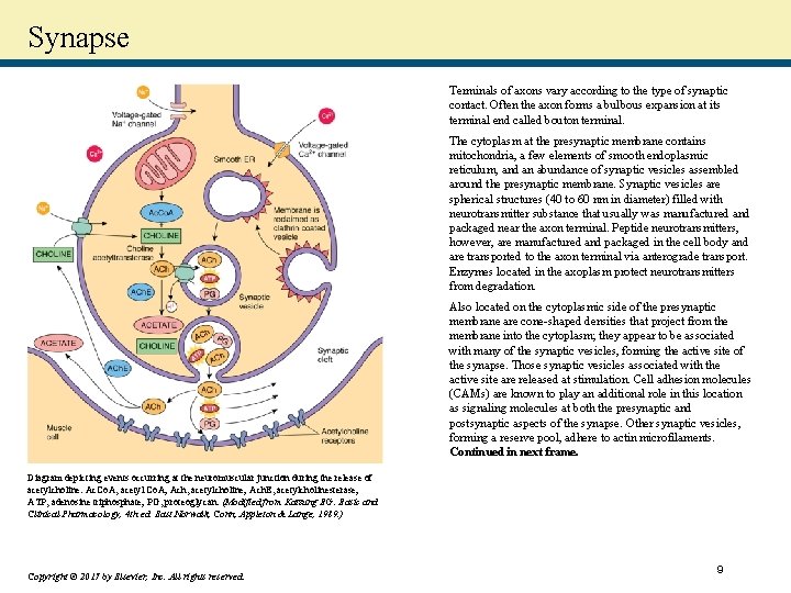 Synapse Terminals of axons vary according to the type of synaptic contact. Often the
