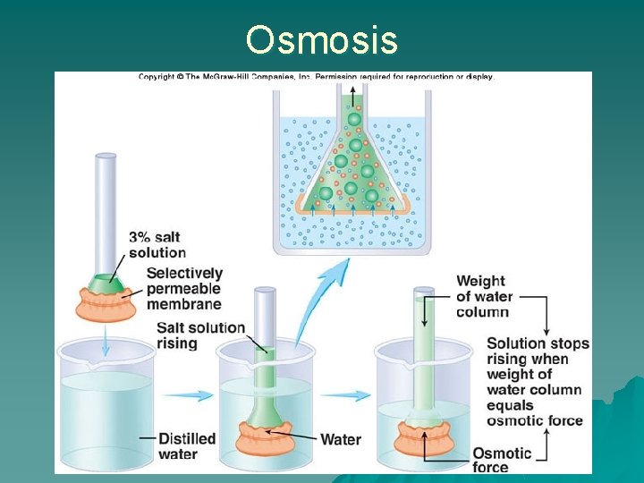 Osmosis 