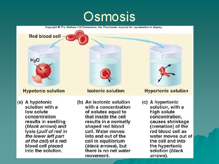 Osmosis 