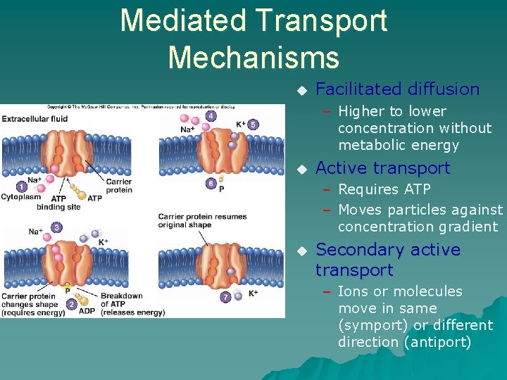 Mediated Transport Mechanisms u Facilitated diffusion – Higher to lower concentration without metabolic energy