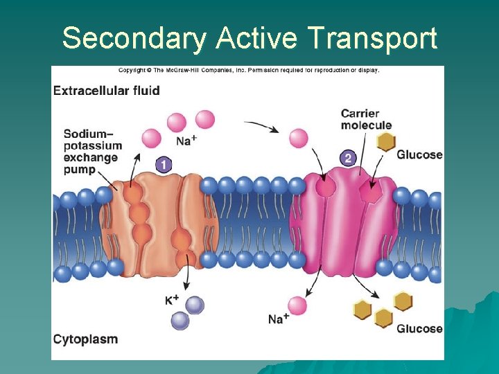Secondary Active Transport 