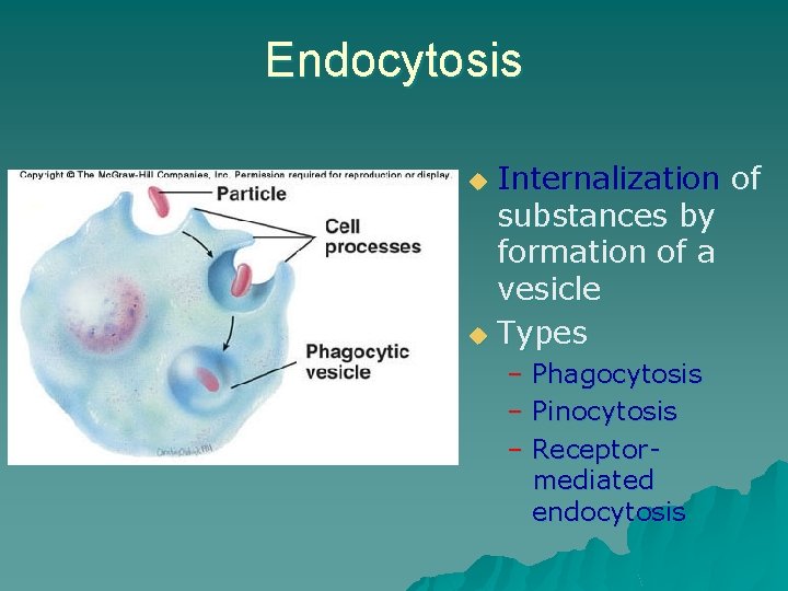Endocytosis Internalization of substances by formation of a vesicle u Types u – Phagocytosis