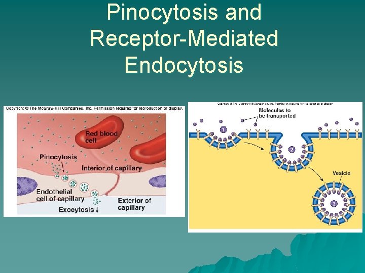 Pinocytosis and Receptor-Mediated Endocytosis 