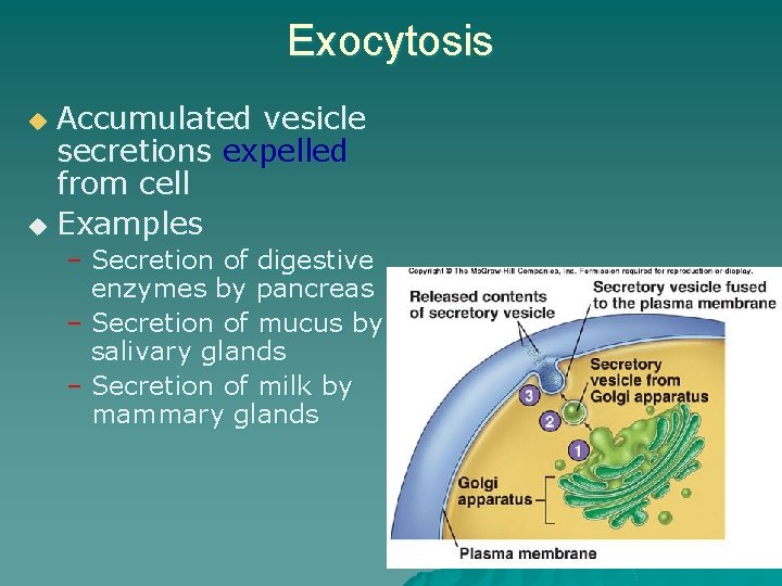 Exocytosis Accumulated vesicle secretions expelled from cell u Examples u – Secretion of digestive