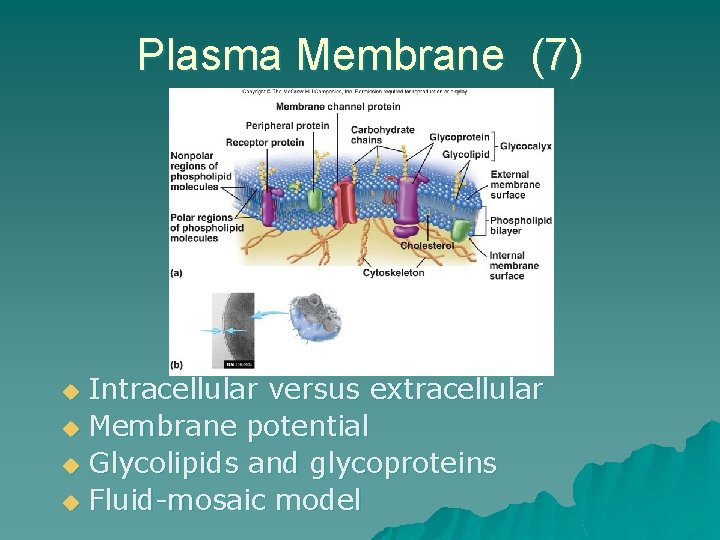 Plasma Membrane (7) Intracellular versus extracellular u Membrane potential u Glycolipids and glycoproteins u