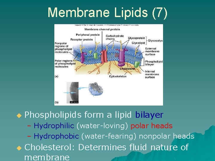 Membrane Lipids (7) u Phospholipids form a lipid bilayer – Hydrophilic (water-loving) polar heads