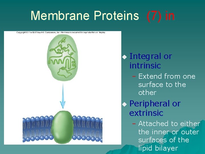 Membrane Proteins (7) in u Integral or intrinsic – Extend from one surface to