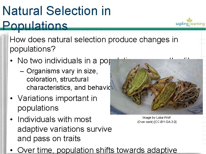 Natural Selection in Populations How does natural selection produce changes in populations? • No