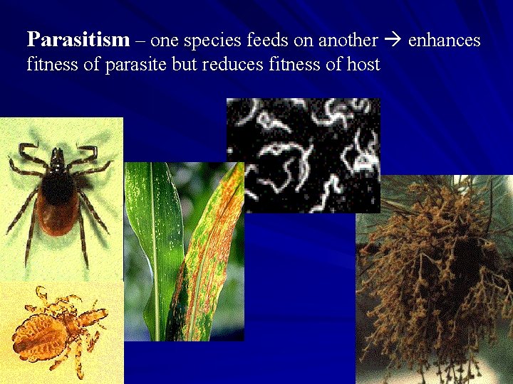 Parasitism – one species feeds on another enhances fitness of parasite but reduces fitness