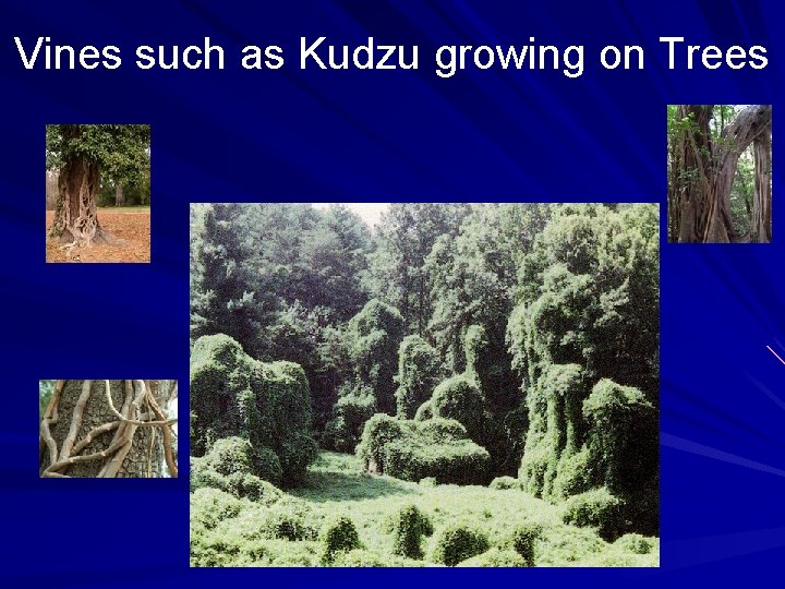 Vines such as Kudzu growing on Trees 