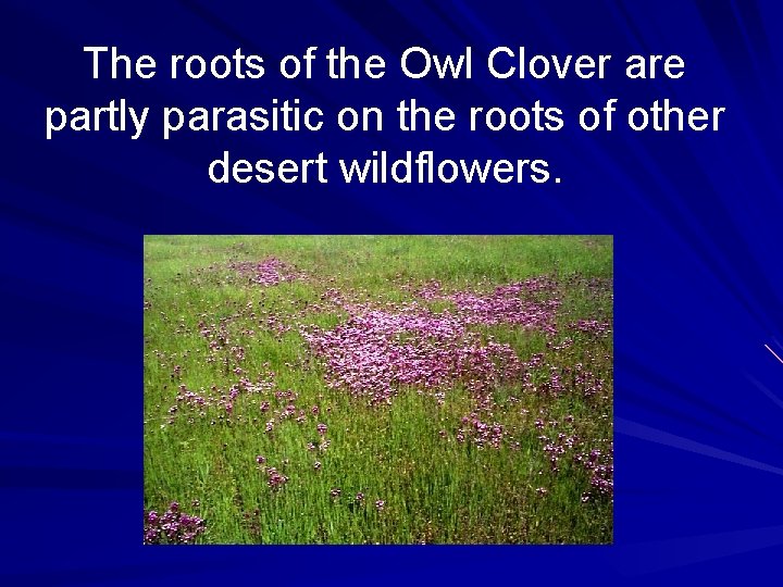 The roots of the Owl Clover are partly parasitic on the roots of other