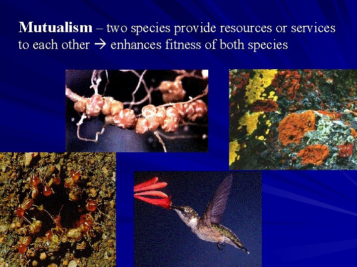 Mutualism – two species provide resources or services to each other enhances fitness of