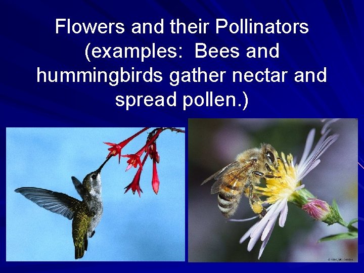 Flowers and their Pollinators (examples: Bees and hummingbirds gather nectar and spread pollen. )