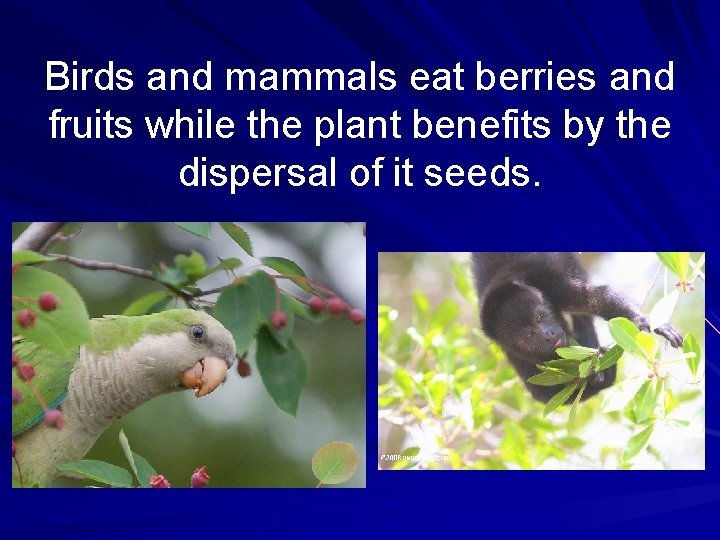 Birds and mammals eat berries and fruits while the plant benefits by the dispersal