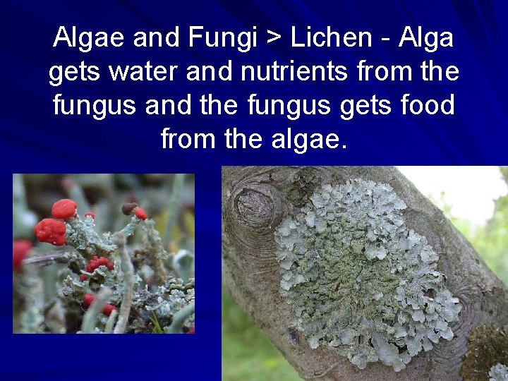 Algae and Fungi > Lichen - Alga gets water and nutrients from the fungus