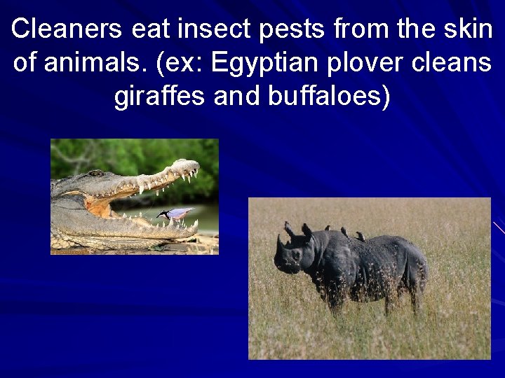 Cleaners eat insect pests from the skin of animals. (ex: Egyptian plover cleans giraffes