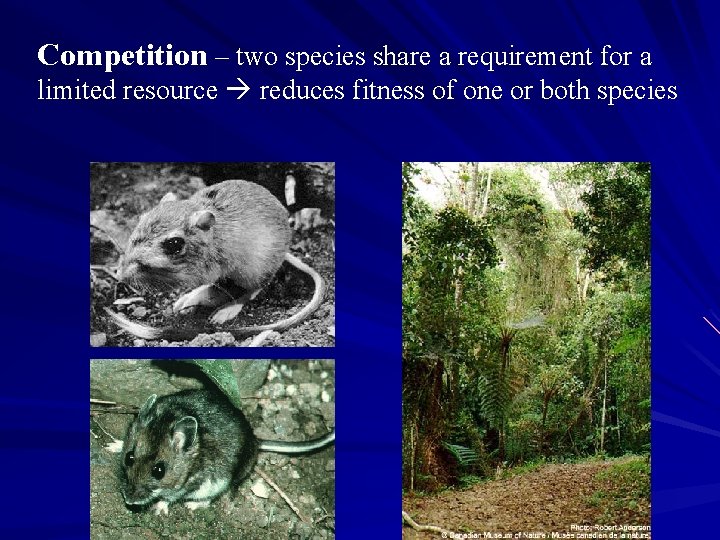 Competition – two species share a requirement for a limited resource reduces fitness of