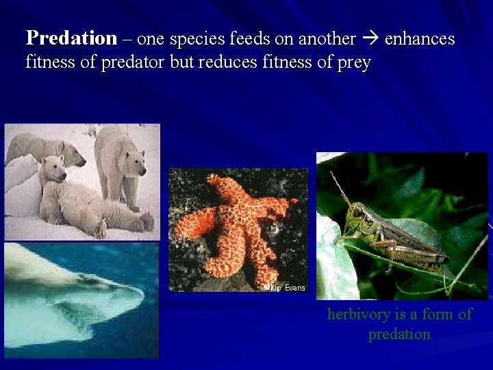 Predation – one species feeds on another enhances fitness of predator but reduces fitness