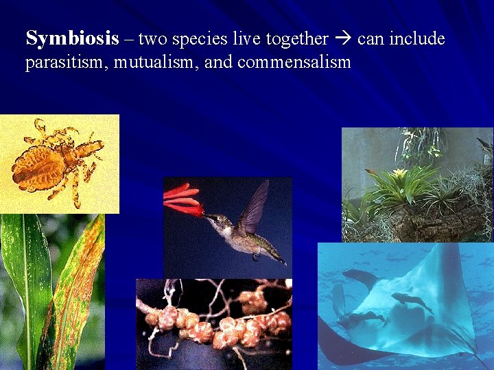 Symbiosis – two species live together can include parasitism, mutualism, and commensalism 