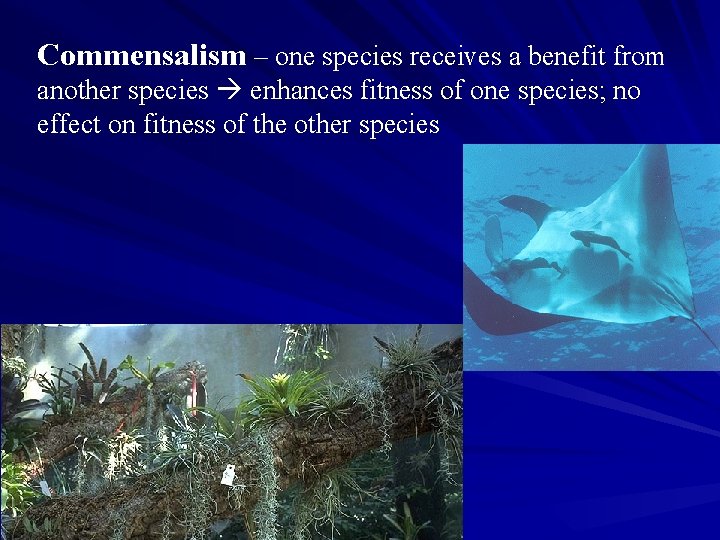 Commensalism – one species receives a benefit from another species enhances fitness of one