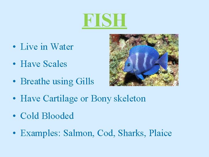 FISH • Live in Water • Have Scales • Breathe using Gills • Have