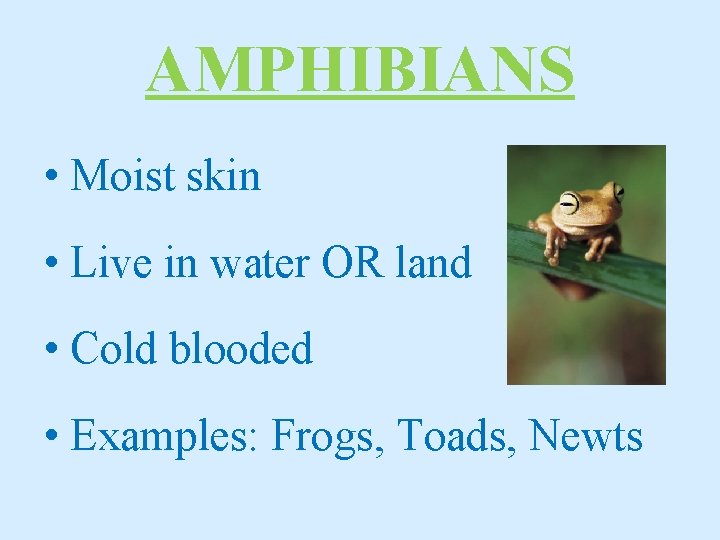 AMPHIBIANS • Moist skin • Live in water OR land • Cold blooded •