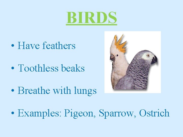 BIRDS • Have feathers • Toothless beaks • Breathe with lungs • Examples: Pigeon,