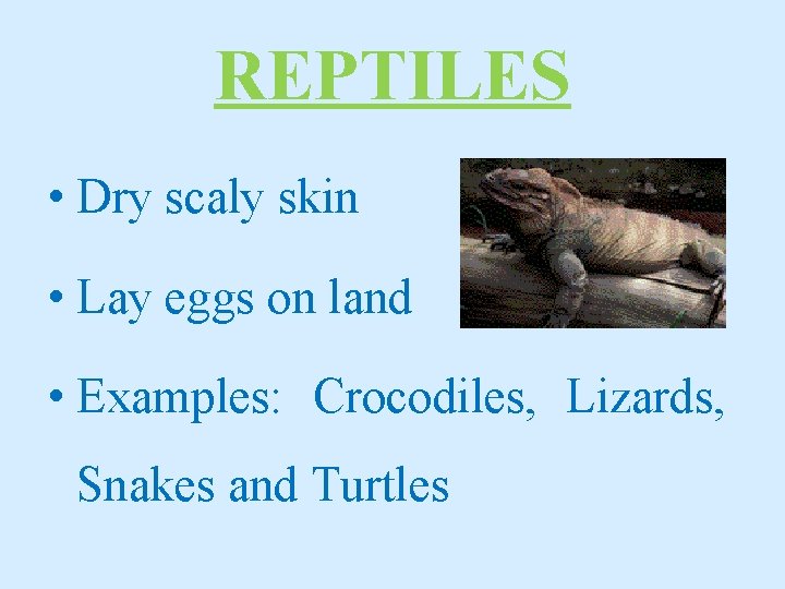 REPTILES • Dry scaly skin • Lay eggs on land • Examples: Crocodiles, Lizards,