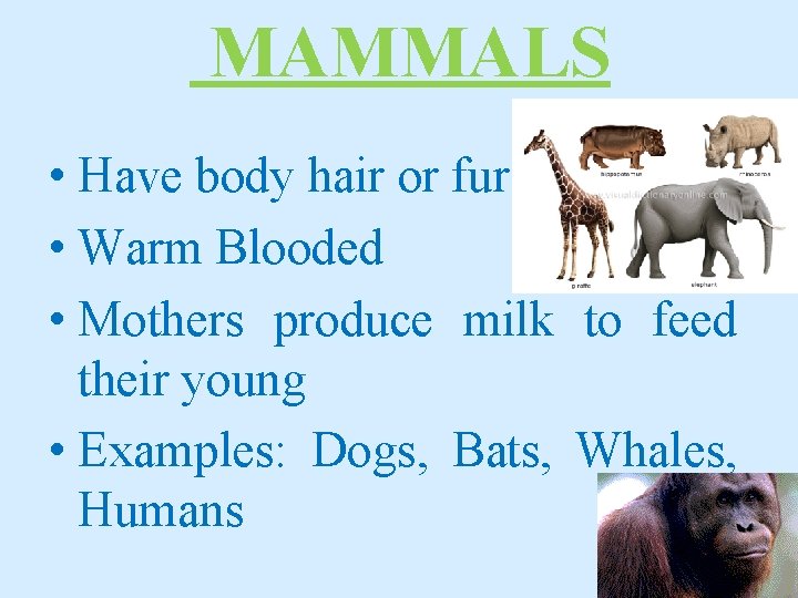 MAMMALS • Have body hair or fur • Warm Blooded • Mothers produce milk