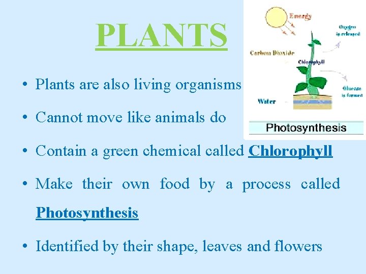 PLANTS • Plants are also living organisms • Cannot move like animals do •
