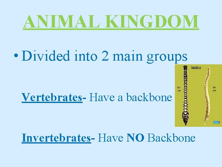 ANIMAL KINGDOM • Divided into 2 main groups Vertebrates- Have a backbone Invertebrates- Have