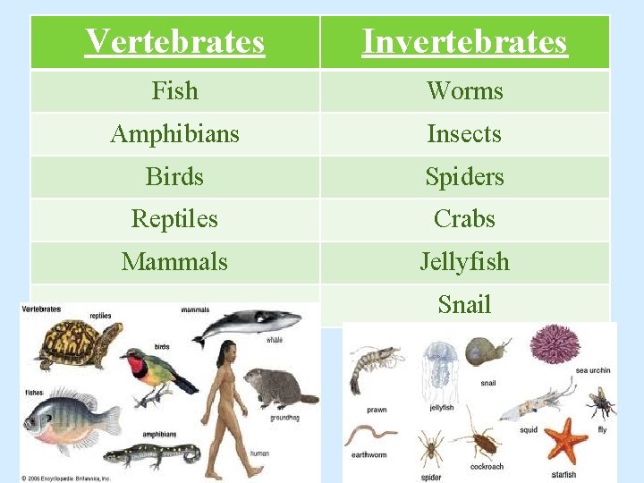 Vertebrates Invertebrates Fish Worms Amphibians Insects Birds Spiders Reptiles Crabs Mammals Jellyfish Snail 