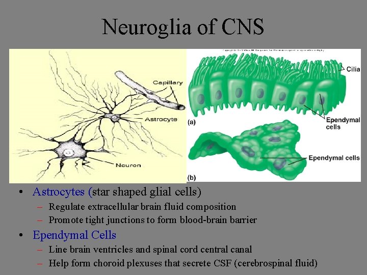 Neuroglia of CNS • Astrocytes (star shaped glial cells) – Regulate extracellular brain fluid