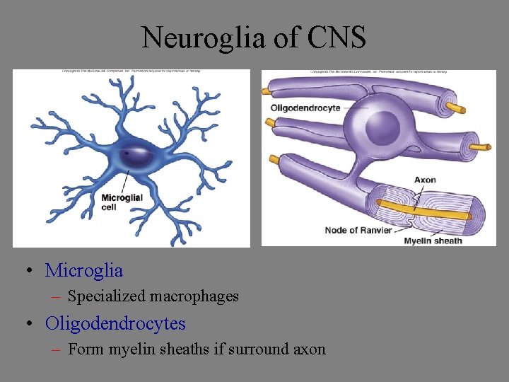Neuroglia of CNS • Microglia – Specialized macrophages • Oligodendrocytes – Form myelin sheaths