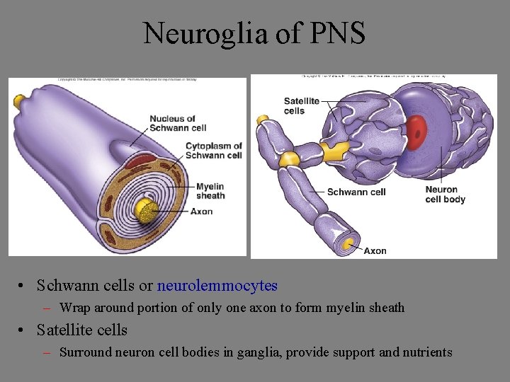 Neuroglia of PNS • Schwann cells or neurolemmocytes – Wrap around portion of only