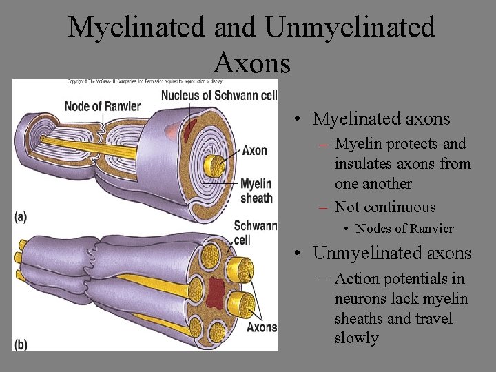 Myelinated and Unmyelinated Axons • Myelinated axons – Myelin protects and insulates axons from
