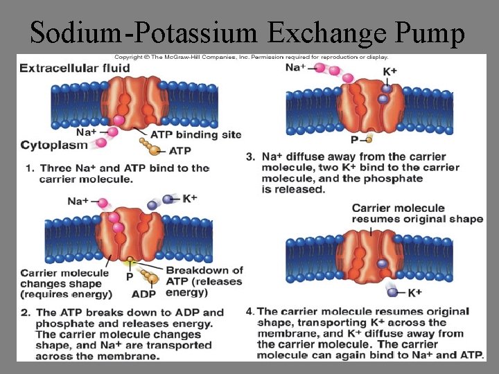 Sodium-Potassium Exchange Pump 11 -15 