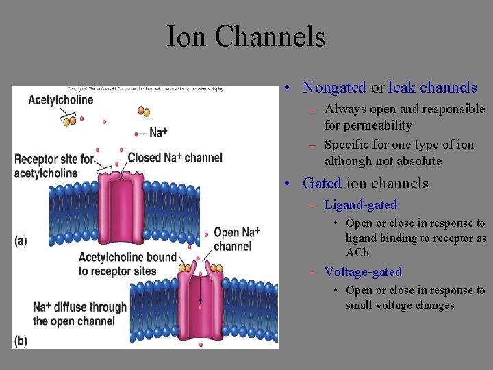 Ion Channels • Nongated or leak channels – Always open and responsible for permeability