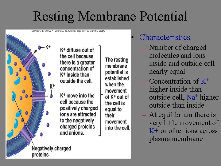 Resting Membrane Potential • Characteristics – Number of charged molecules and ions inside and