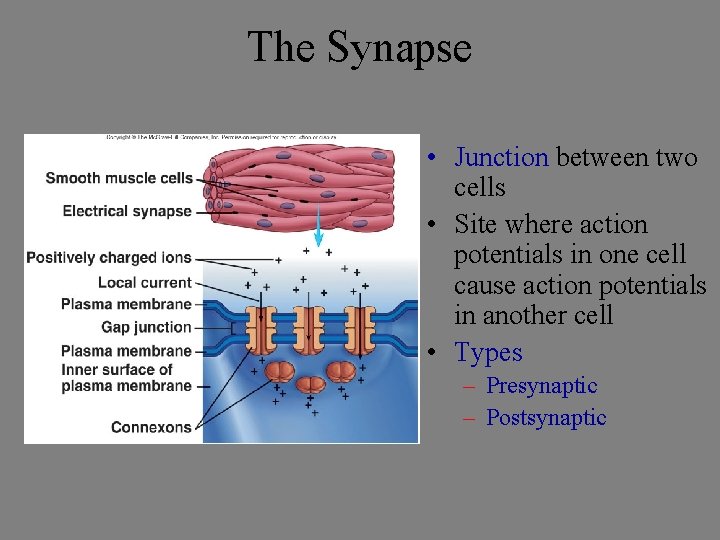 The Synapse • Junction between two cells • Site where action potentials in one